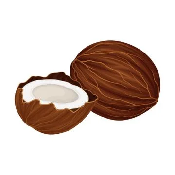 Cracked Coconut with Hard Shell and Fibrous Husk Showing White Inner Flesh Illustrazione stock