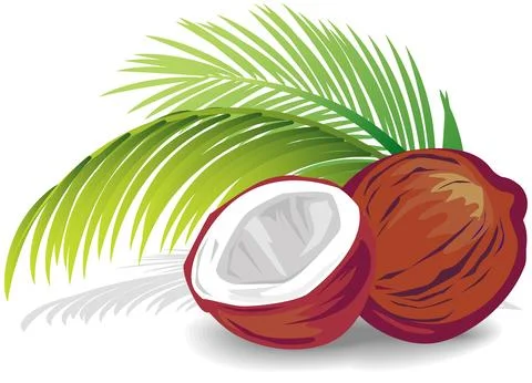 Cracked coconut with palm leaf Stock Illustration
