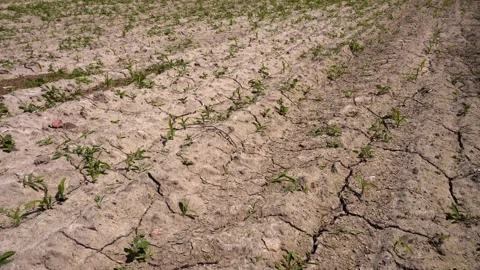 Cracked dried arable land Stock Footage 168904880