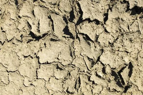 Cracked dried mud Stock Photos