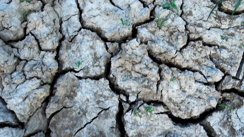 Cracked, dried surface of the earth. Stock Footage 112711999