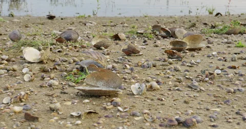 Cracked dry freshwater shells on a sandy beach Stock-Footage 258965376