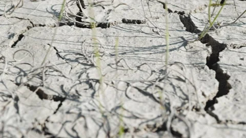 Cracked Dry Ground. Drought Problem. Stock Footage 243440106