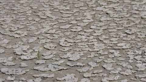 Cracked Dry Lakebed Pattern Stock Footage 305956799