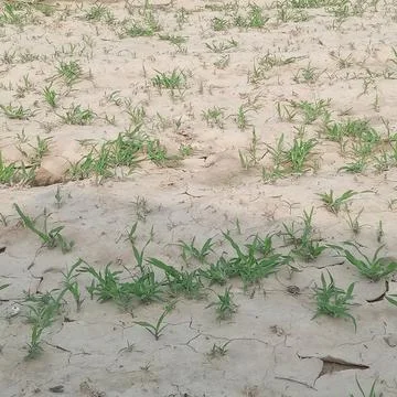 Cracked dry mud and sparse green sprouts. Arid soil surface with tiny plant.. Stock Photos