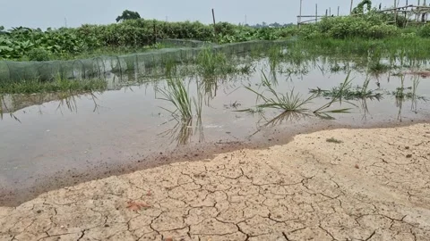 Cracked Dry Mud Soil Ground Beside Flooded Agricultural Wetland Farm Field Stock Footage 341838472
