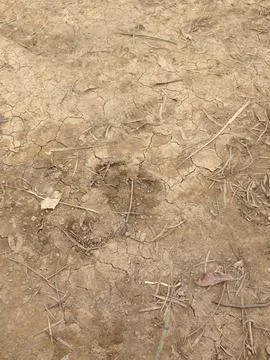 Cracked dry soil with scattered twigs and leaves Stock Photos