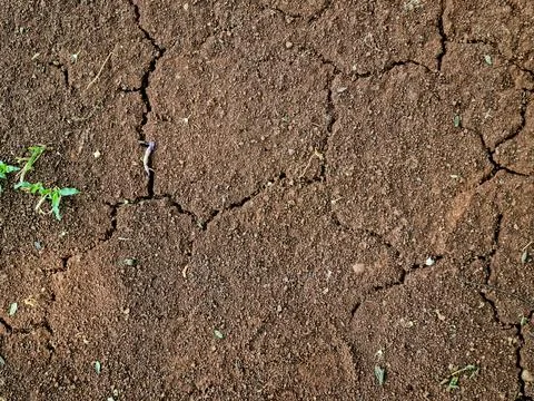 Cracked dry soil with sparse plants, drought and climate change concept Fotos de archivo