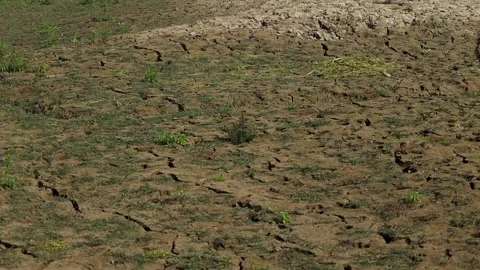 Cracked dry soil with sparse vegetation on barren land Stock Footage 327179584
