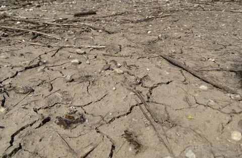 Cracked Dry Soil Surface with Rocks and Natural Vegetation Stockfoto's