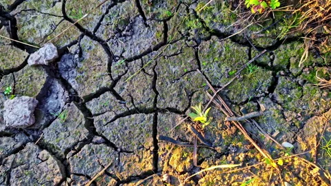 Cracked dry soil, top-down close-up view Video stock 312023687