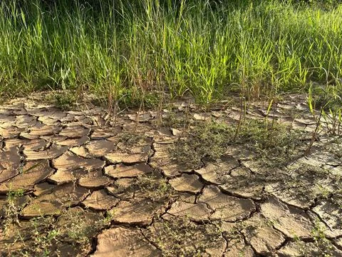 Cracked earth with grass emerging Stock Photos