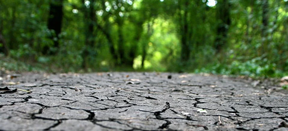 Cracked earth. Stock Photos