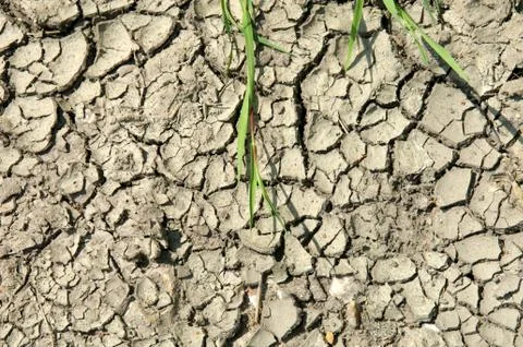 Cracked Earth Stock Photos