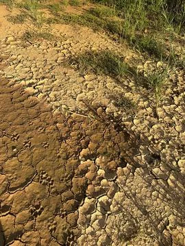 Cracked earth with sparse vegetation Stock Photos