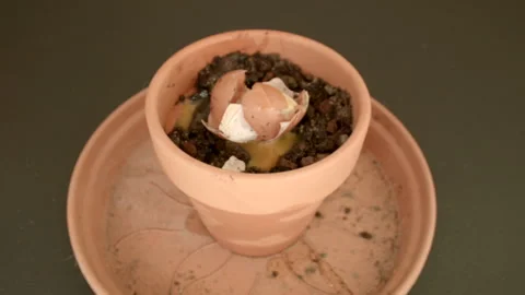 A cracked egg in a plant pot Vídeos de archivo 200849226