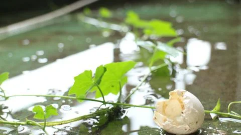 Cracked egg shell fell on the wet ground Stock Photos