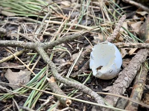 Cracked egg shell in the forrest Stock Photos