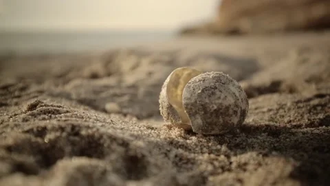 Cracked Egg Shell from Green Sea Turtle Hatching in Oman Beach at dusk - Stock Footage 151663184