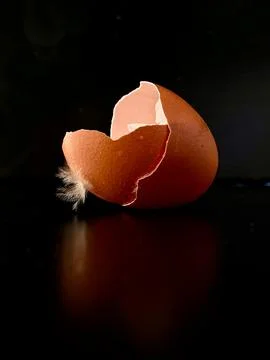 Cracked eggshell on a black background. Broken egg in half. Stock Photos