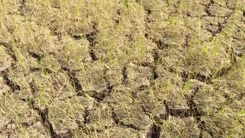 Cracked ground after drought soil soil crust earth climate change environmental Vidéo 334029867