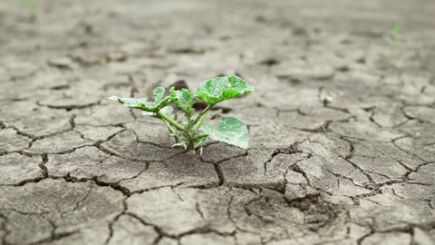 Cracked ground after drought soil soil crust earth climate change environmental Vídeo Stock 334030238