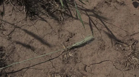 Cracked ground Stock Footage 1020725