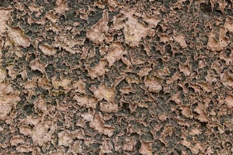 Cracked ground Stock Photos