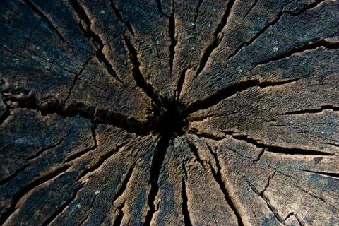 Cracked log Stock Photos