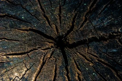 Cracked log Stock Photos