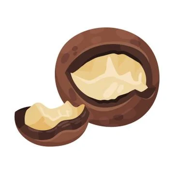Cracked Macadamia Nut with Broken Shell Vector Illustration Stock Illustration