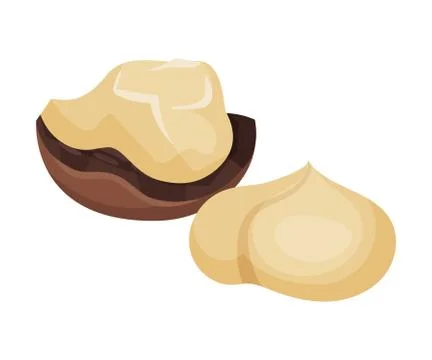 Cracked Macadamia Nut with Broken Shell Vector Illustration Illustrazione stock