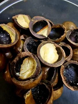 Cracked macadamia nut shells with some nuts inside, showcasing texture Stock Photos