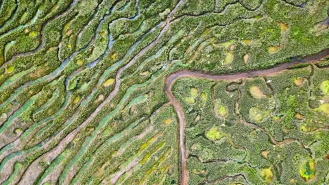 Cracked mud flats in a salt marsh. Aerial: Tidal mudflats, Abstract texture.. 库存影片 260892720