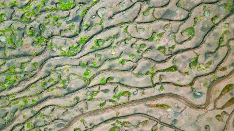 Cracked mud flats in a salt marsh. Aerial: Tidal mudflats, Abstract texture.. 库存影片 260892806