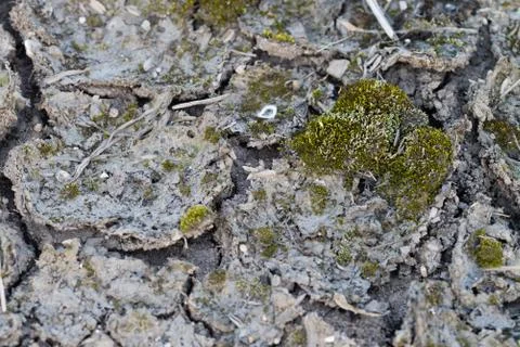 Cracked Mud with Moss Stock Photos