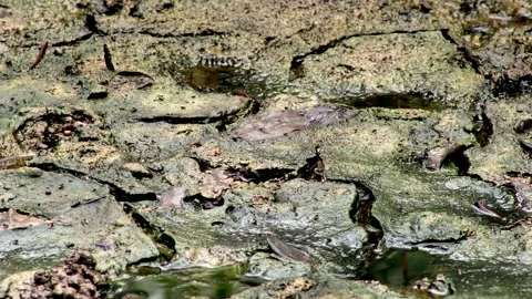 Cracked Mud Surface in Mangrove Forest During Low Tide Stock Footage 340005609