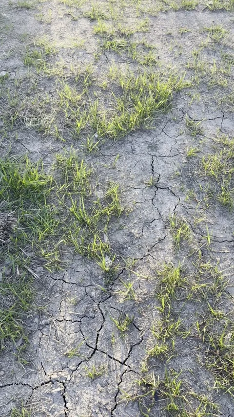 Cracked Mud With Young Green Grass Video stock 344807520