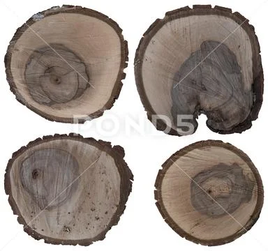 Cracked oak split with bark. Stock Photos