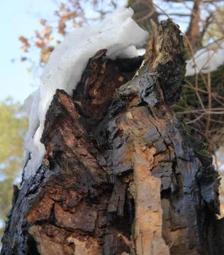Cracked old oak tree Stock Photos
