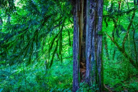 Cracked old tree middle part with moss in the green forest Stock Photos