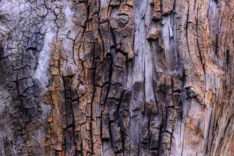 Cracked old tree stump texture. Stock Photos