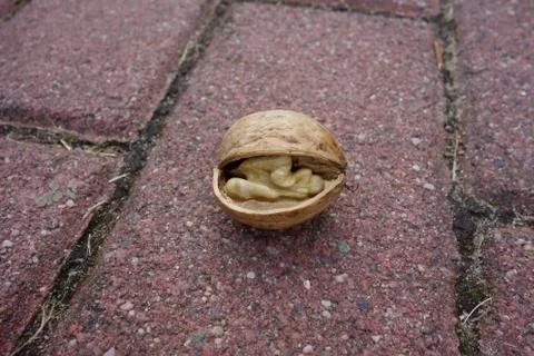 Cracked open walnut, closeup Stock Photos