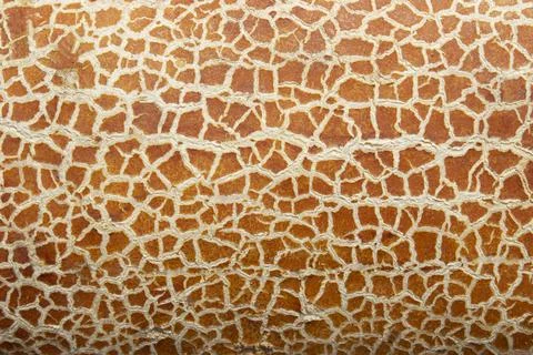 Cracked orange cucumber texture, nature Stock Photos
