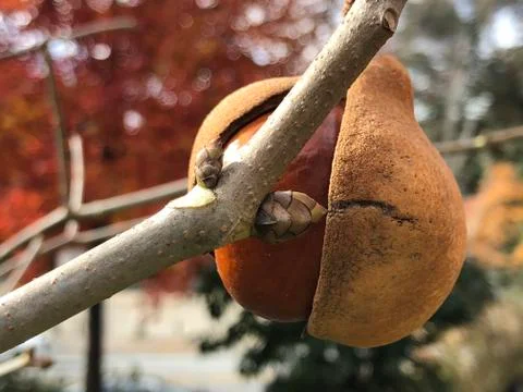 Cracked 스톡 사진