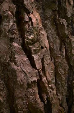 Cracked pine bark. Red cooper skin of old evergreen conifer tree. Close-up image Stock Photos
