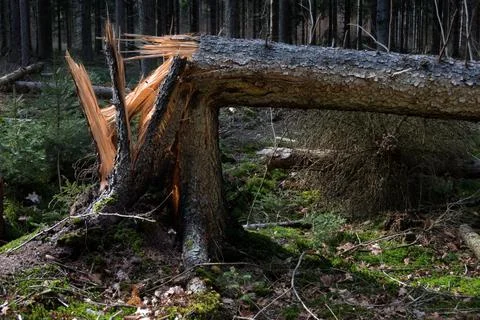Cracked pine tree in forest Stock Photos