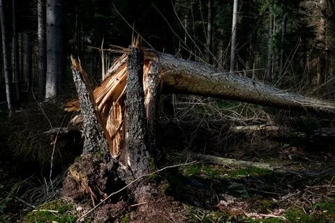 Cracked pine tree Stock Photos