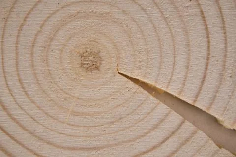 Cracked pine tree trunk cross-section with annual rings. Lumber piece close-up. Stock Photos
