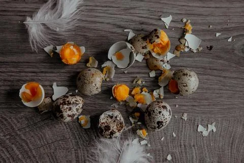 Cracked quail egg with broken shell in box on grey background Stock Photos